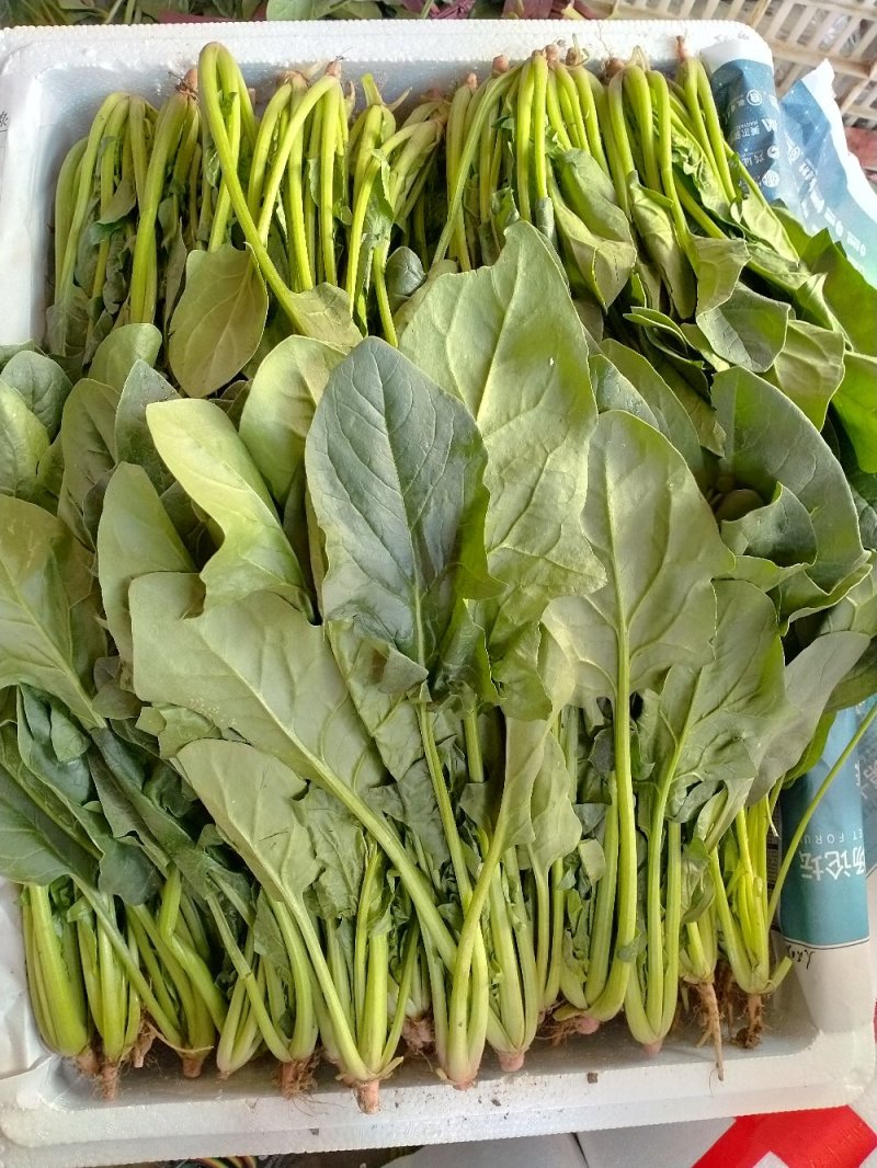 精品菠菜（超市市场）一手货源