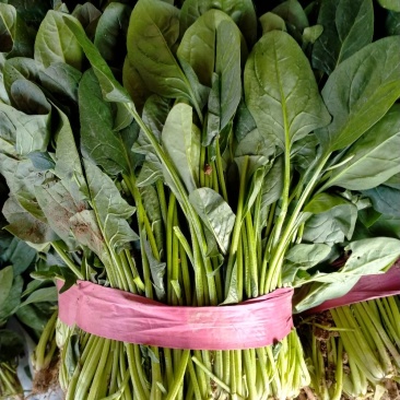 精品菠菜(超市市场)一手货源