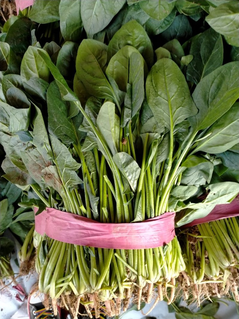 精品菠菜（超市市场）一手货源