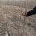 【荐】白蜡树苗4-8公分白蜡树苗山东白蜡树苗技术指导热卖
