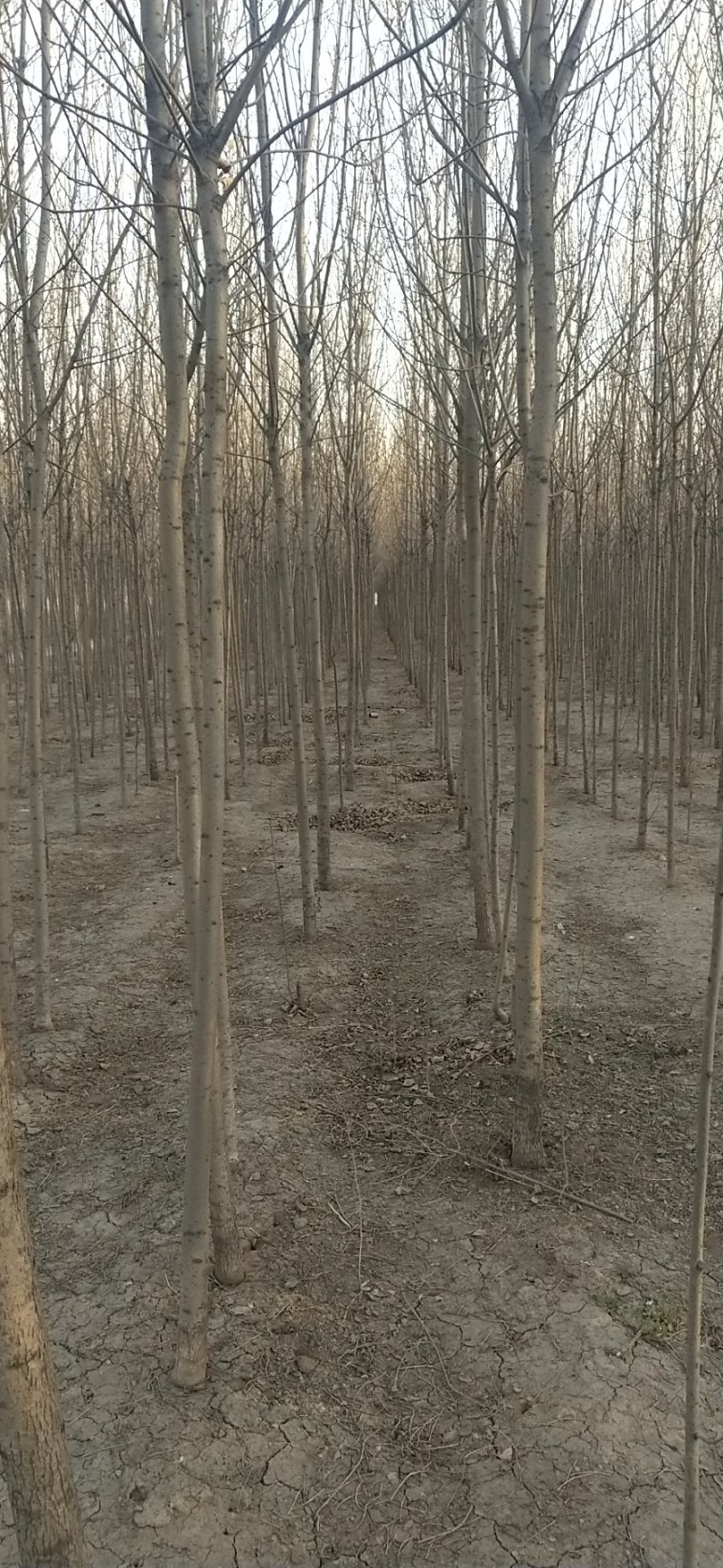 【荐】白蜡树苗4-8公分白蜡树苗山东白蜡树苗技术指导热卖