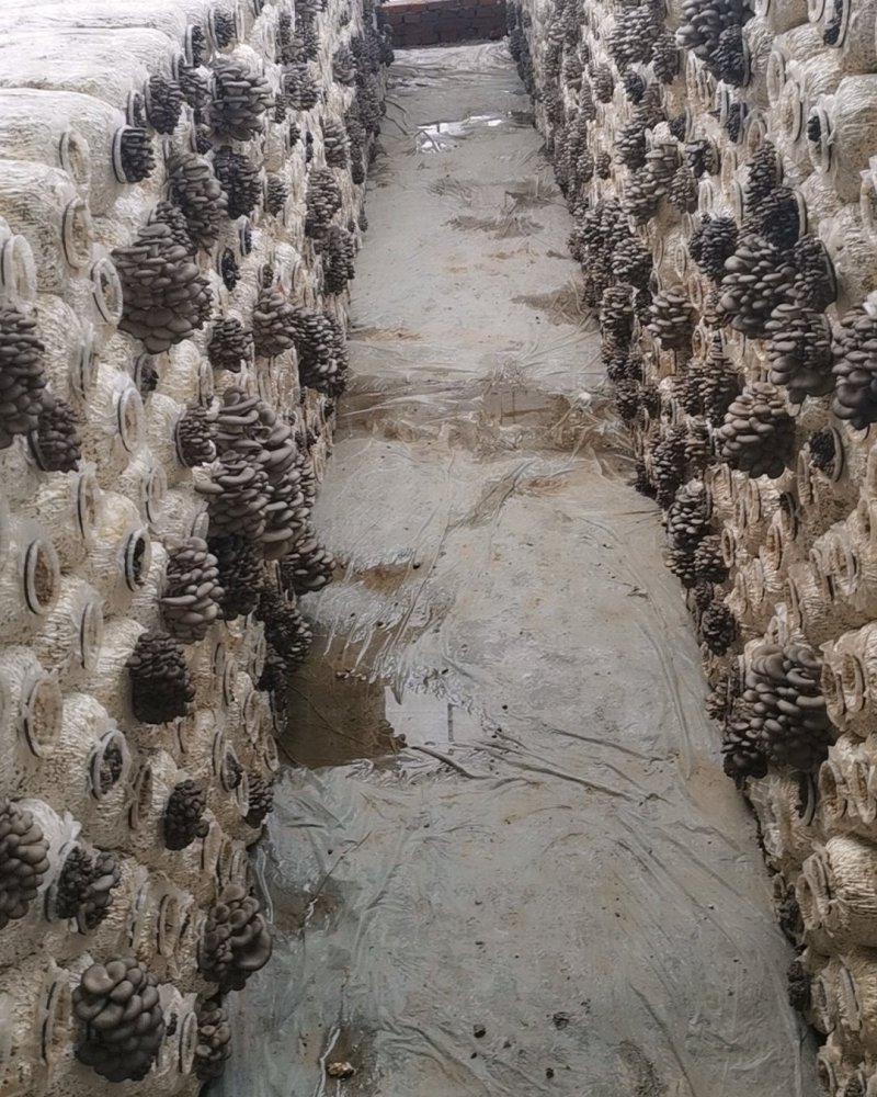 大量头潮平菇上市有要的老板联系我