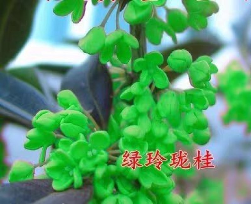 桂花苗自家苗圃价格公道成活率高放心苗耐寒