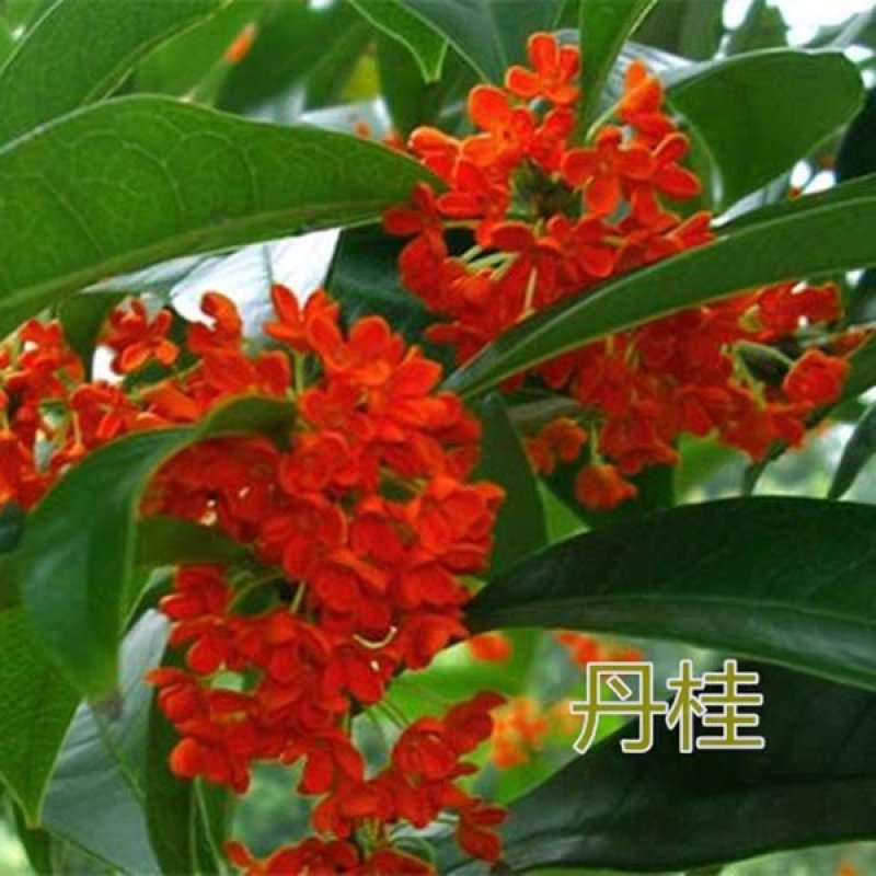 桂花苗自家苗圃价格公道成活率高放心苗耐寒