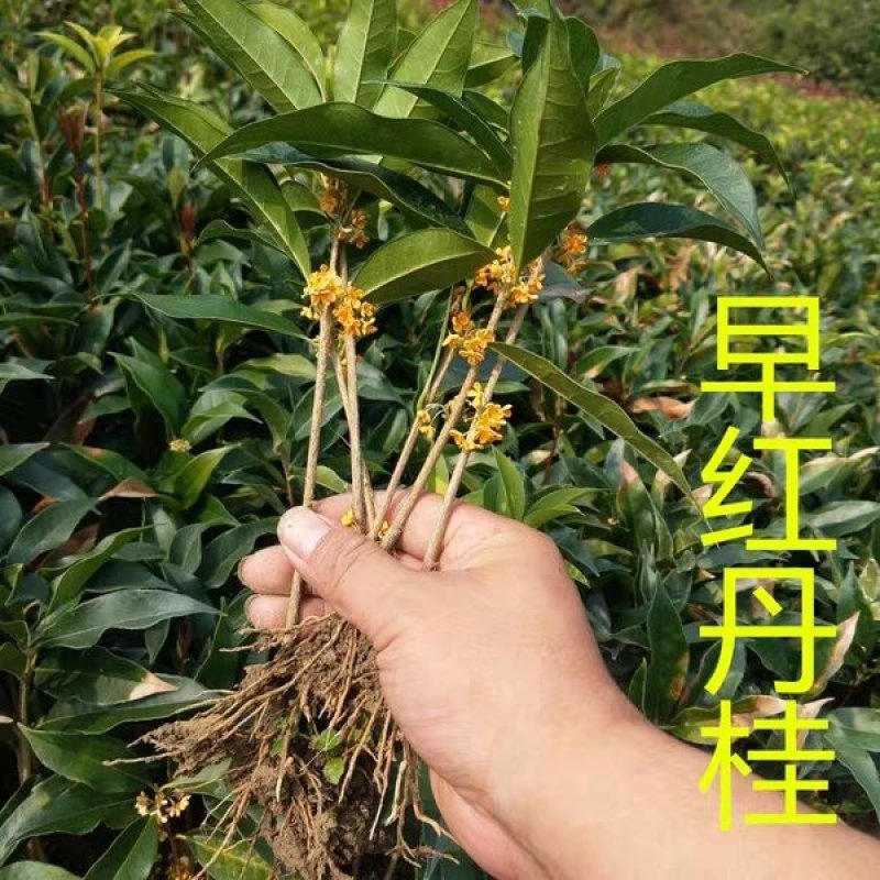 桂花苗自家苗圃价格公道成活率高放心苗耐寒