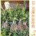 桂花苗自家苗圃价格公道成活率高放心苗耐寒
