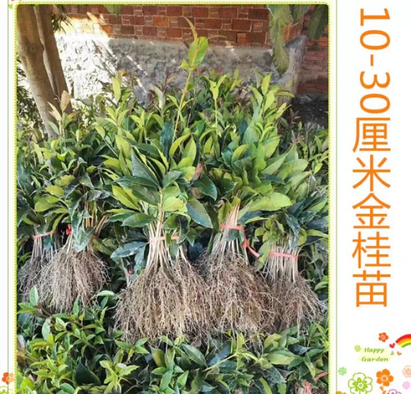 桂花苗自家苗圃价格公道成活率高放心苗耐寒