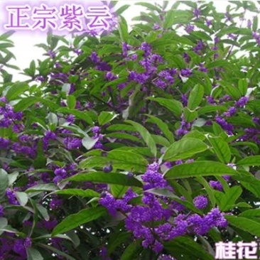 桂花苗自家苗圃价格公道成活率高放心苗耐寒