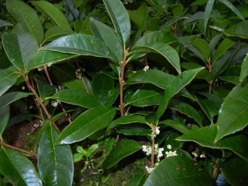 桂花苗自家苗圃价格公道成活率高放心苗耐寒
