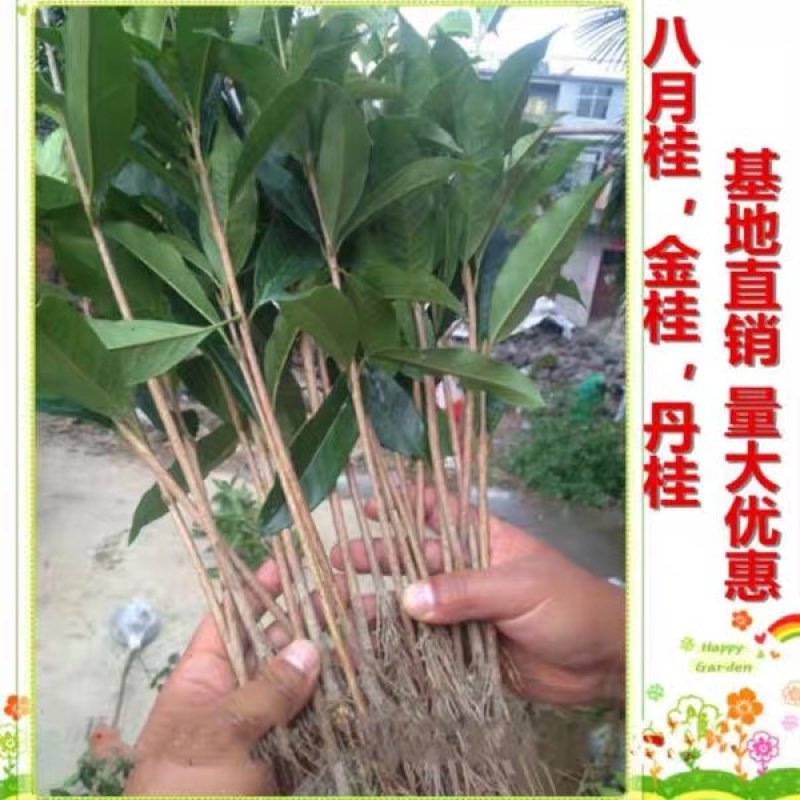 桂花苗自家苗圃价格公道成活率高放心苗耐寒
