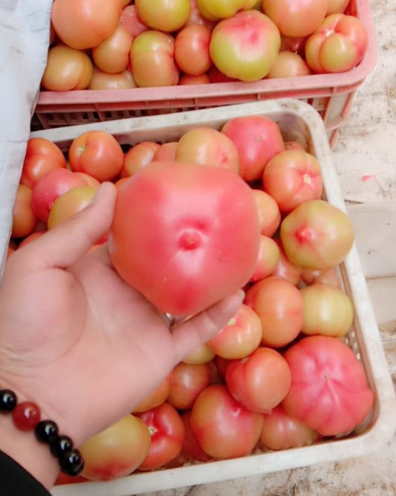 西红柿
