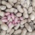 山东海华花生带皮花生能挑精品货，大量供应品质保障