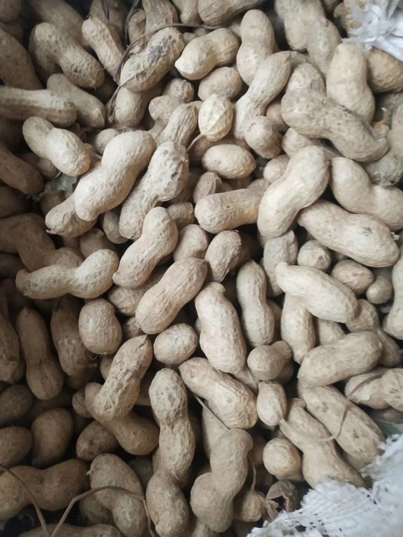 山东海华花生带皮花生能挑精品货，大量供应品质保障