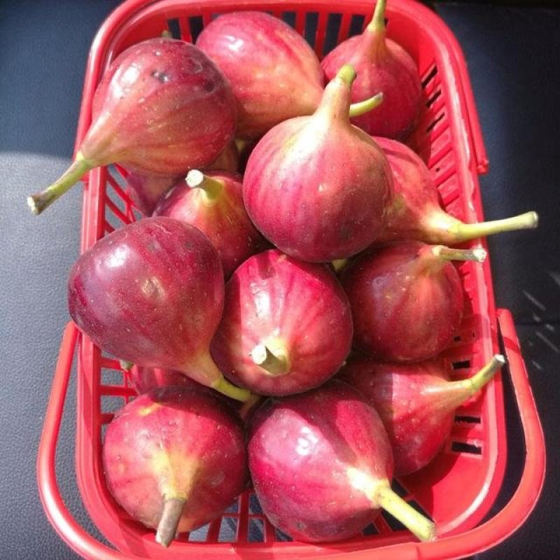 无花果树