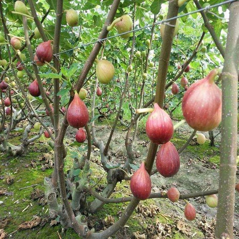 无花果树
