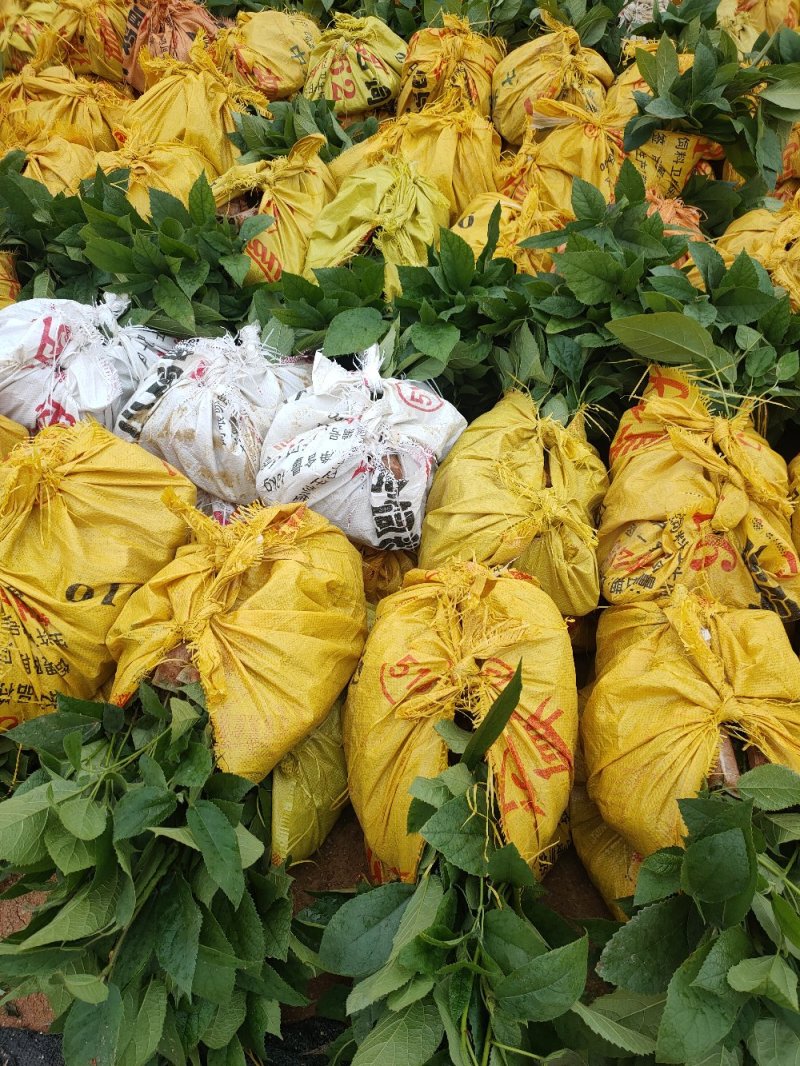 【优质】五指毛桃种苗，专业种植技术、产量高！大量收购鲜货