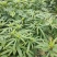 【优质】五指毛桃种苗，专业种植技术、产量高！大量收购鲜货