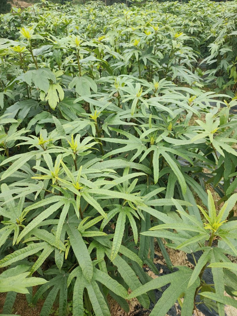 【优质】五指毛桃种苗，专业种植技术、产量高！大量收购鲜货