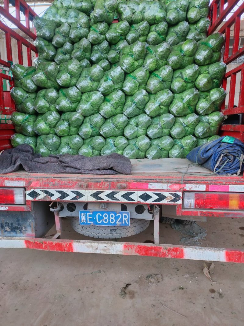 精品甘蓝产地直供一手货源批发品质保证价格优惠