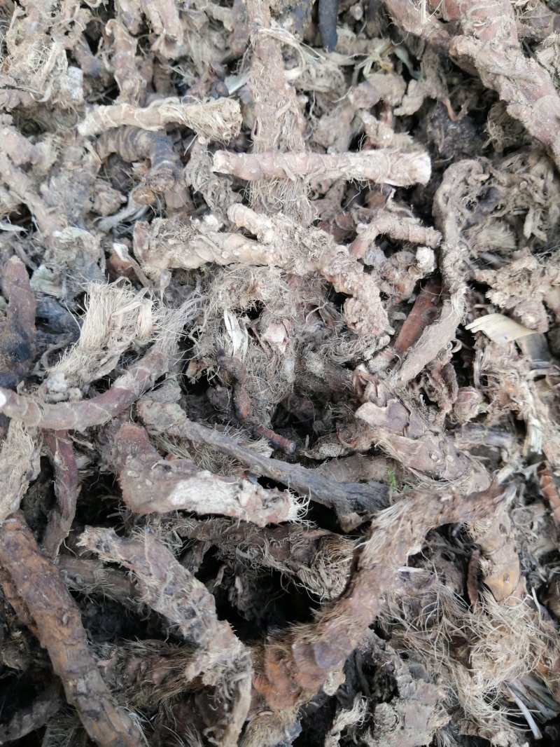 【产地直供】石菖蒲江西野生统条切片足干芳香十足