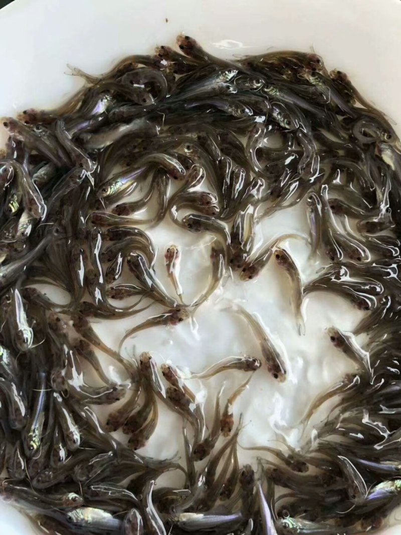 全雄性黄骨鱼苗杂交黄骨鱼批发与零售量大从优