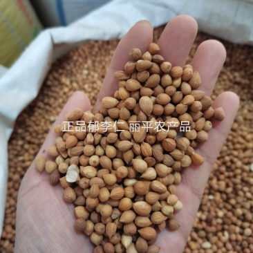 郁李仁内蒙正品无硫高含量一公斤起包邮
