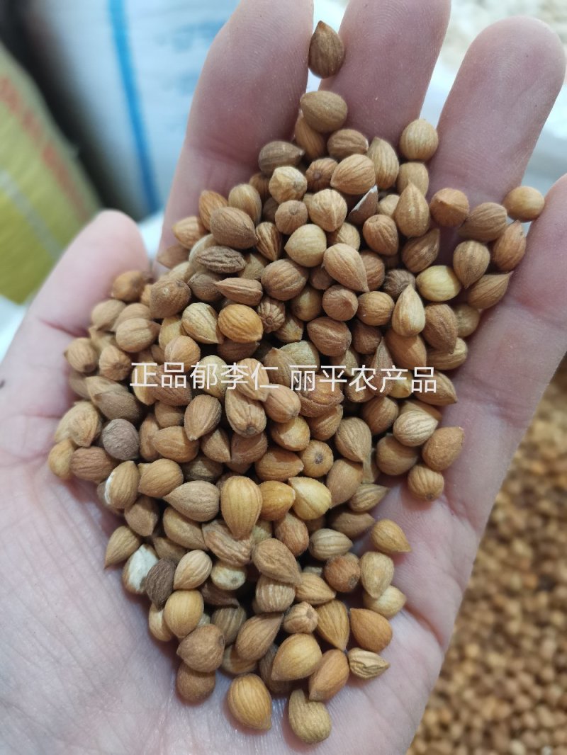 郁李仁内蒙正品无硫高含量一公斤起包邮