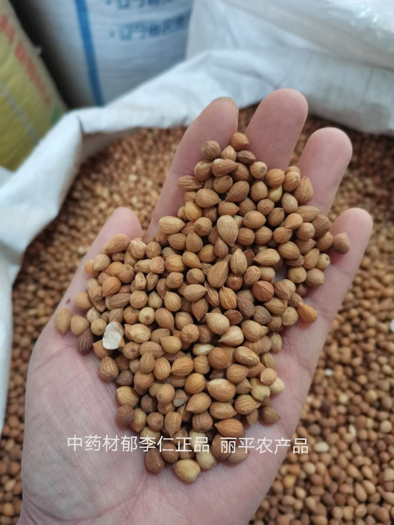 郁李仁内蒙正品无硫高含量一公斤起包邮