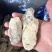 牡蛎肉单冻原汁无沙大量价格优惠批发批发