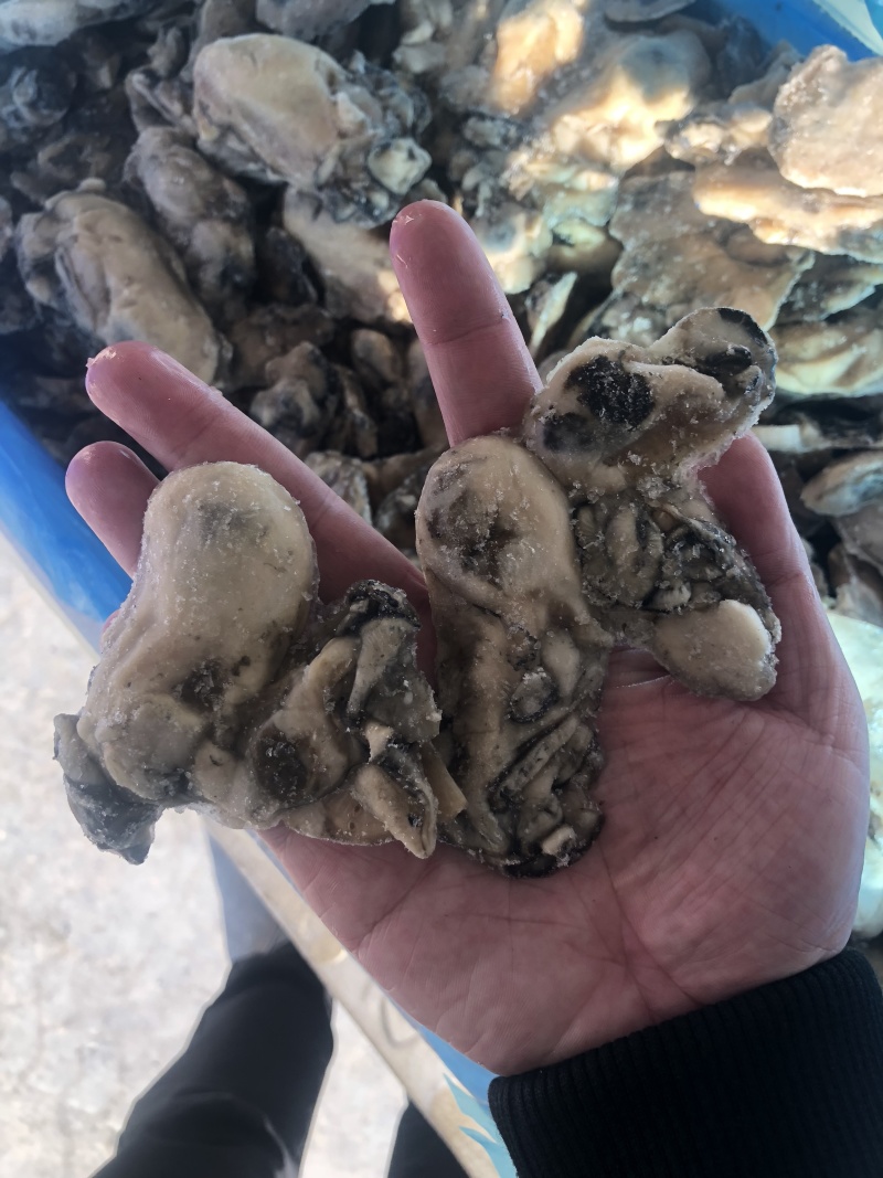 牡蛎肉单冻原汁无沙大量价格优惠批发批发