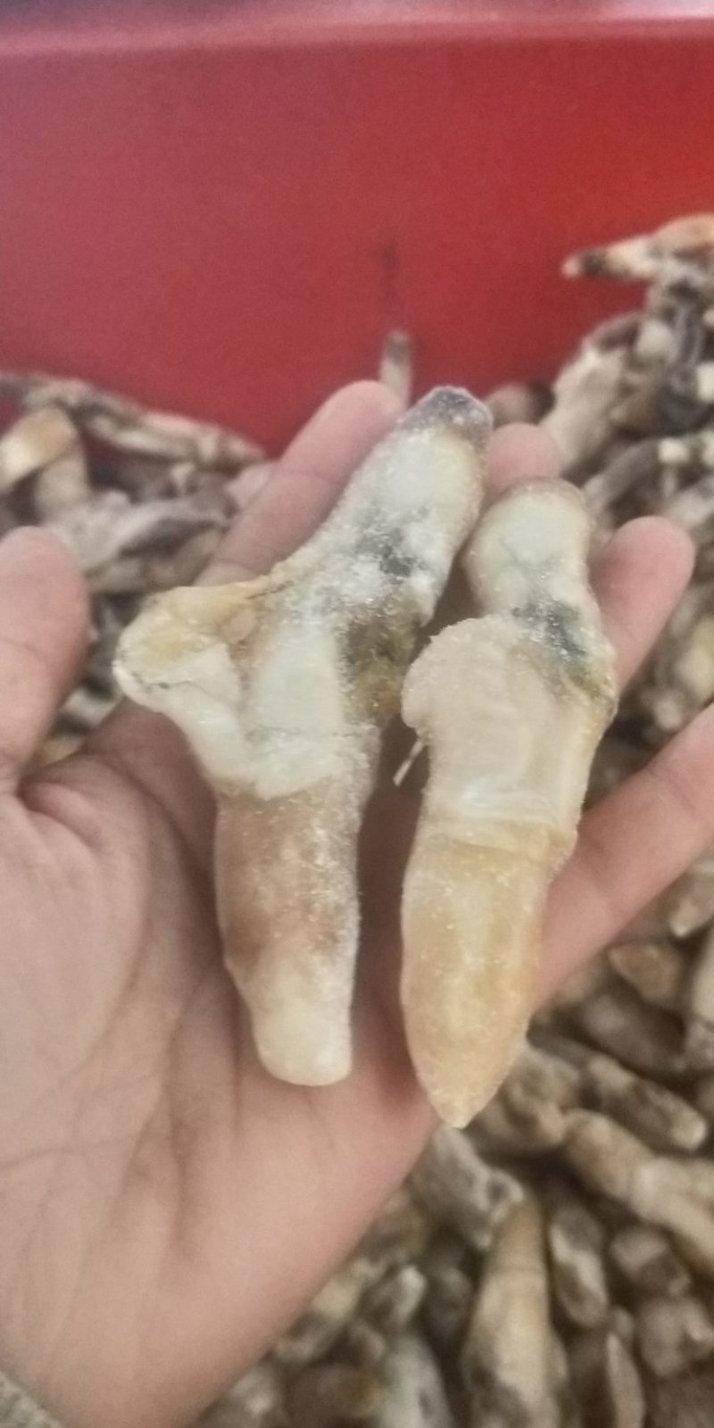 【热销】江苏连云港赣榆区蛏王肉无冰衣新鲜速冻蛏王肉竹节蛏