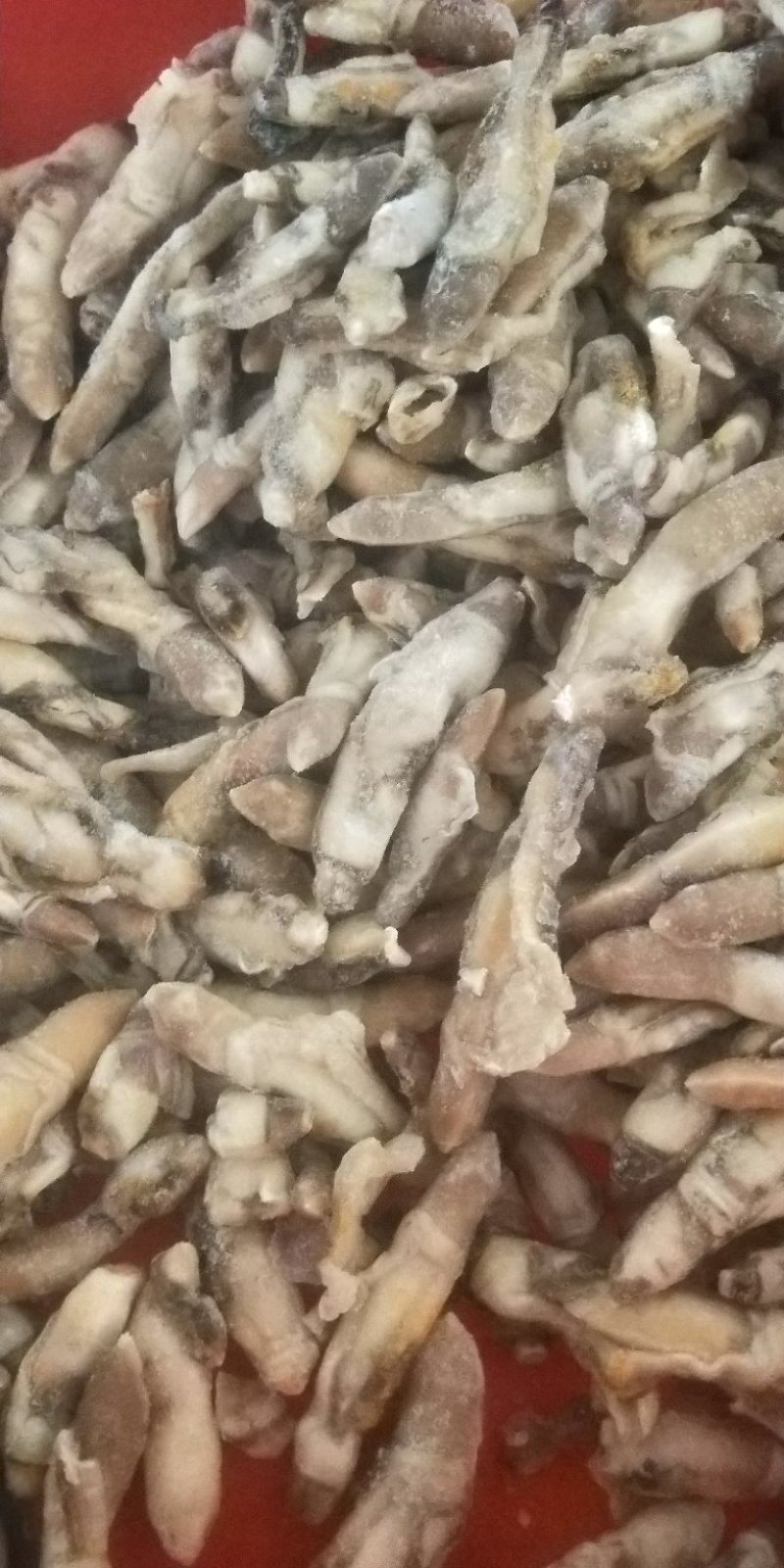 【热销】江苏连云港赣榆区蛏王肉无冰衣新鲜速冻蛏王肉竹节蛏