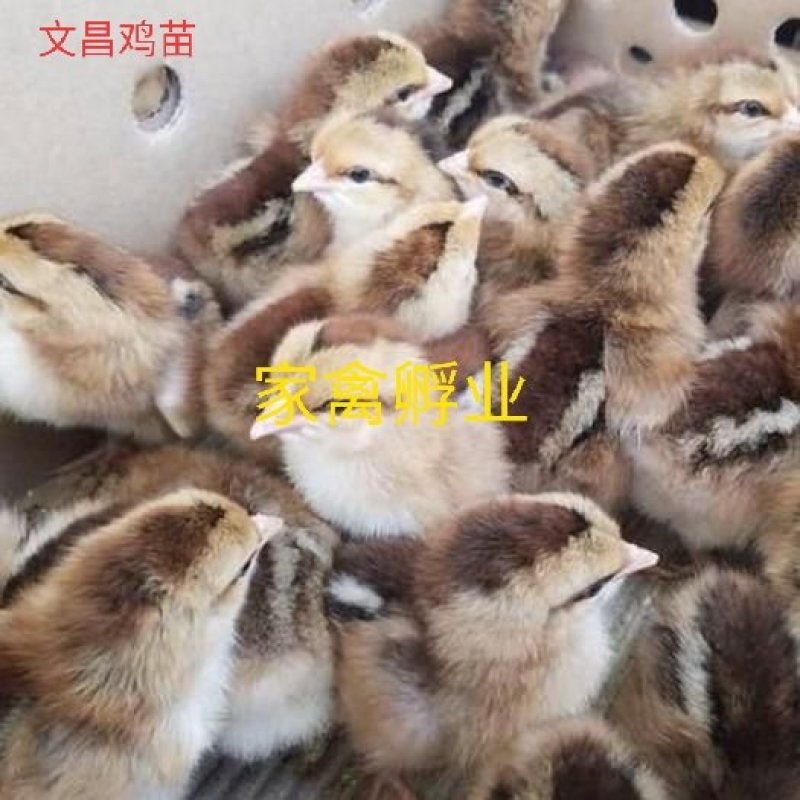麻鸡土鸡三黄鸡海兰褐蛋鸡五黑鸡文昌鸡