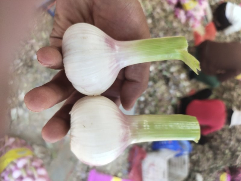 新鲜大蒜，紫皮大蒜，扒皮蒜，鲜大蒜，基地2000亩直供
