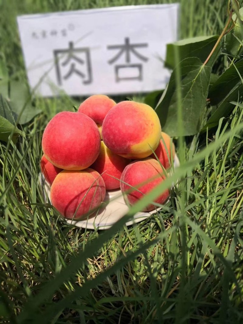 太平肉杏大平红杏泾河湾原产地直销天天鲜果