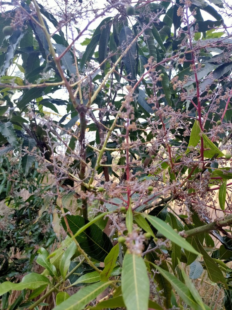 芒果树