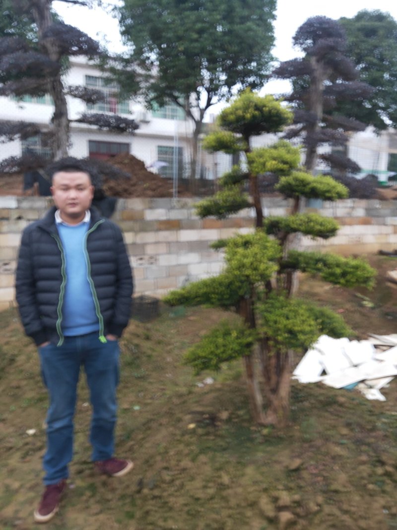 庭院精美赤楠，赤楠桩，低价出售。天诚苗圃