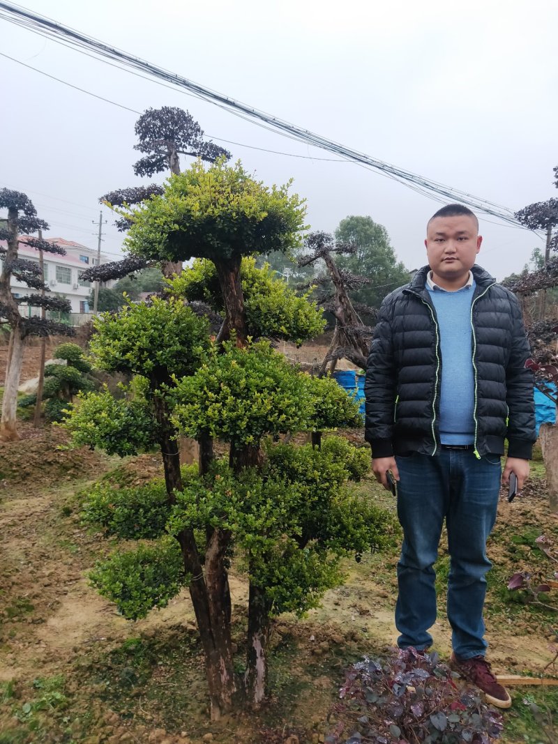庭院精美赤楠，赤楠桩，低价出售。天诚苗圃