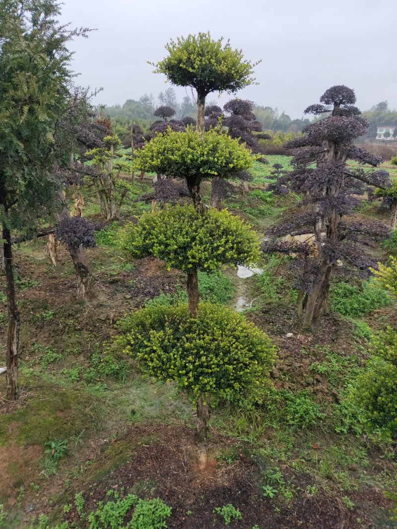 庭院精美赤楠，赤楠桩，低价出售。天诚苗圃
