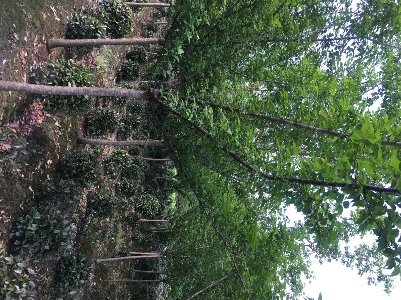 6到8公分红梅树，红梅树价格