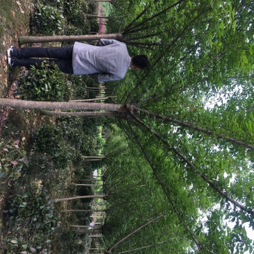 6到8公分红梅树，红梅树价格