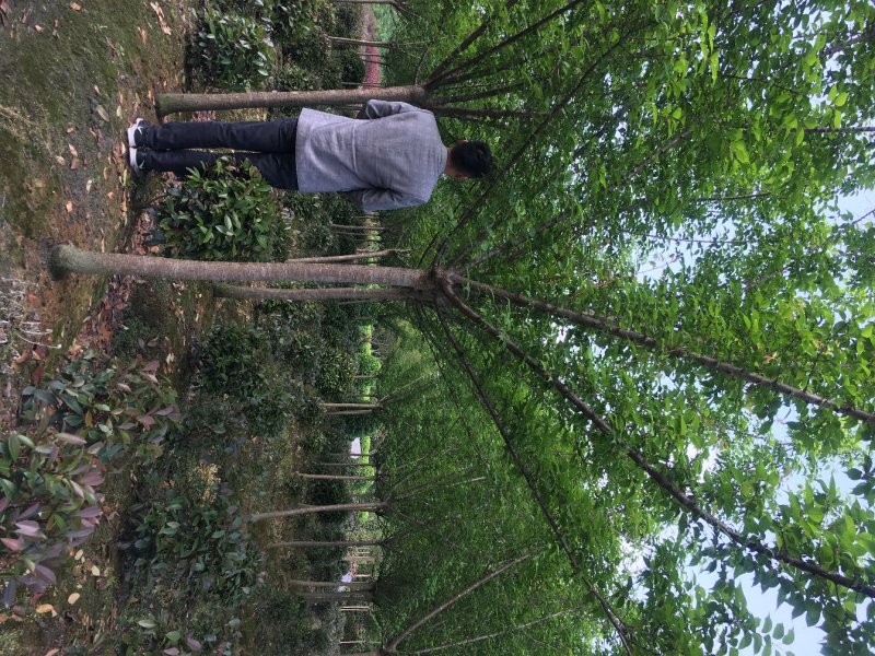 6到8公分红梅树，红梅树价格