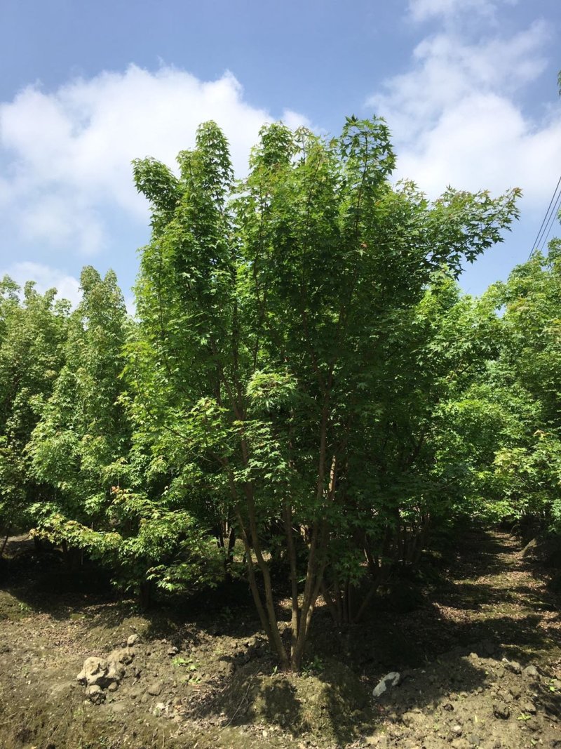 元宝枫价格，元宝枫基地，丛生元宝枫