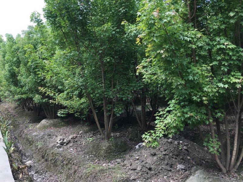 元宝枫价格，元宝枫基地，丛生元宝枫