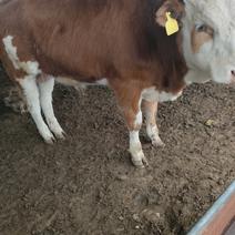 西门塔尔牛牛犊怀孕母牛种公牛母牛犊全国包运