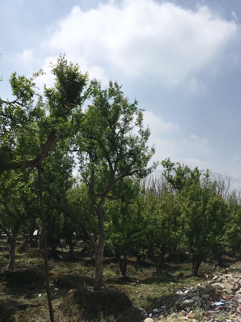 花石榴古树基地，石榴树庄，造型石榴树价格