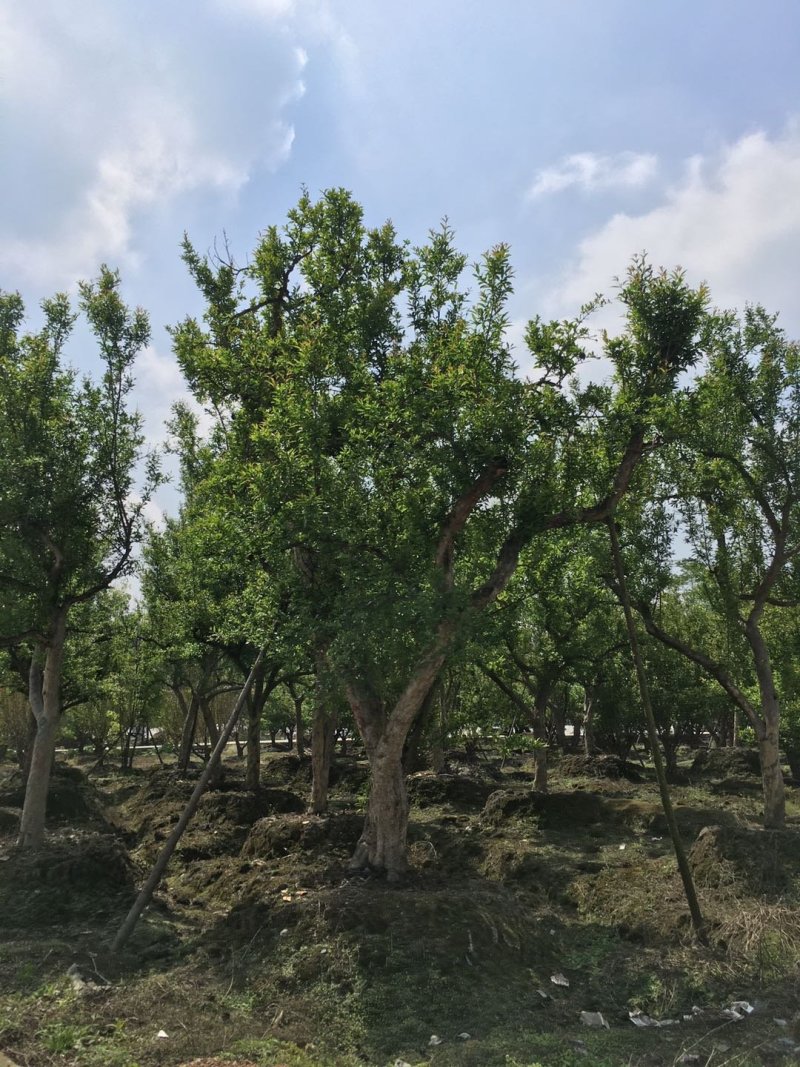 花石榴古树基地，石榴树庄，造型石榴树价格