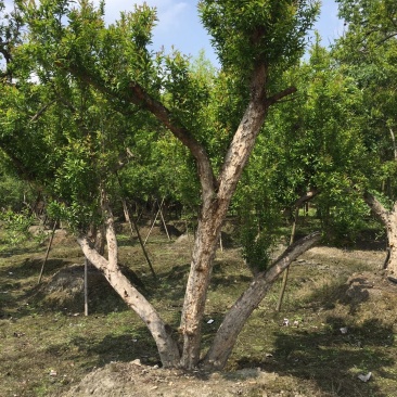 花石榴古树基地，石榴树庄，造型石榴树价格