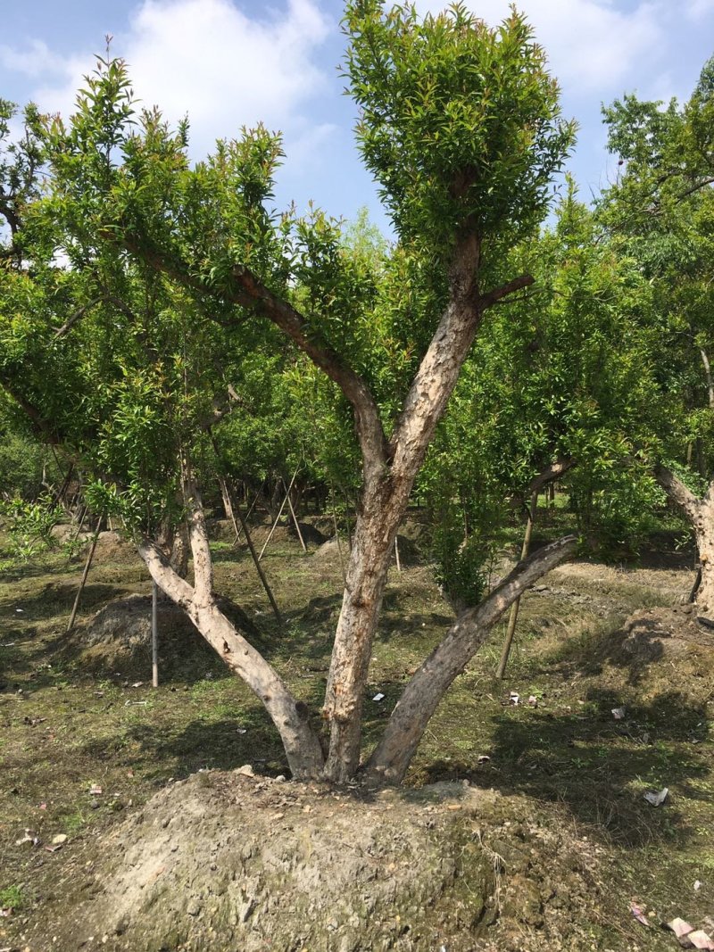 花石榴古树基地，石榴树庄，造型石榴树价格