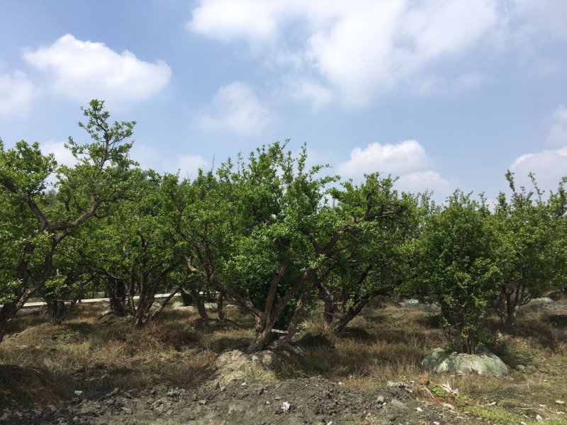 花石榴古树基地，石榴树庄，造型石榴树价格